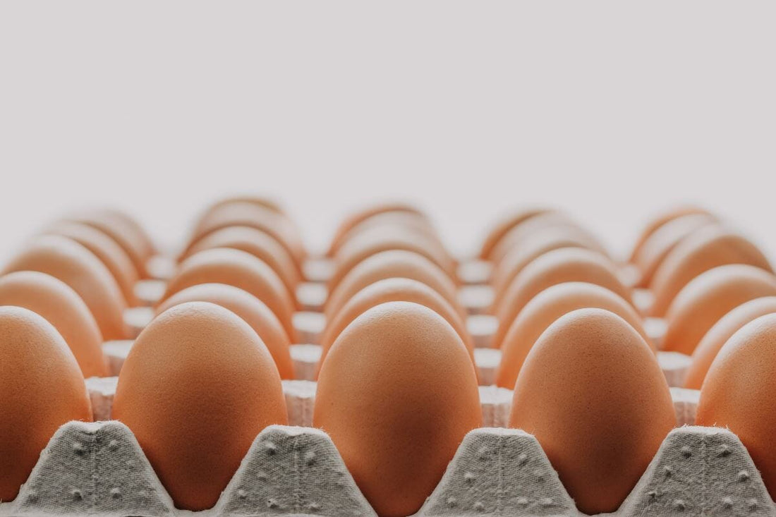 Egg Protein vs Whey Protein: Is Egg Protein Really a Better Choice?