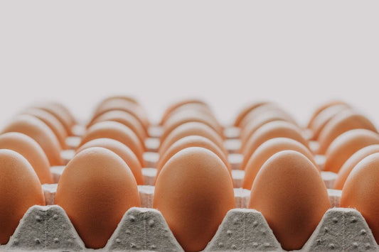 Egg Protein vs Whey Protein: Is Egg Protein Really a Better Choice?